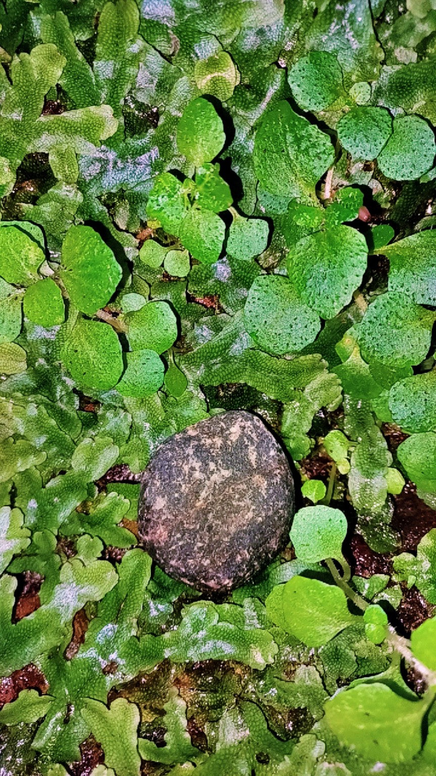 ✨ Hand-picked in Donegal, Ireland, each Fairy Stone carries a blessing of good fortune and folklore. Known as an authentic Irish good luck charm, this stone is a symbol of protection, prosperity, and a touch of magic.

💚 Perfect as a gift, to keep close for personal luck, or as a piece of Ireland’s heritage in your home.✔️ Authentic Irish origin
✔️ Blessed by folklore & tradition
✔️ Comes with a natural linen pouch & story card